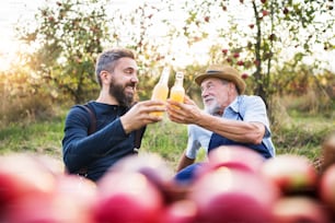 Um homem idoso com filho adulto segurando garrafas com cidra no pomar de maçãs no outono ao pôr do sol.