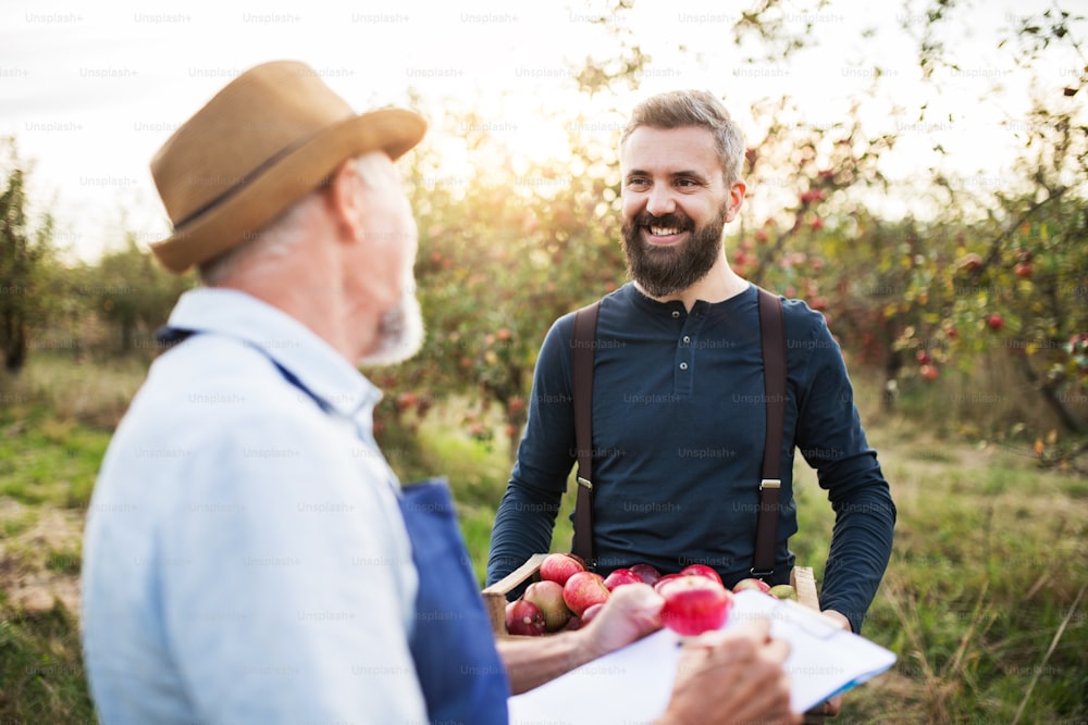 Un hombre mayor con un hijo adulto recogiendo manzanas en el huerto en otoño, comprobando la calidad.