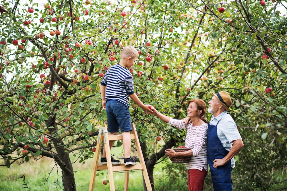 A small boy with his senior gradparents picking apples in orchard.