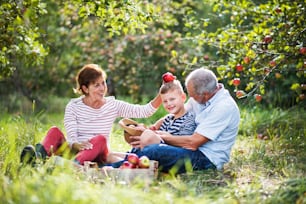 Una coppia di anziani con un piccolo nipote nel meleto seduto sull'erba, divertendosi.