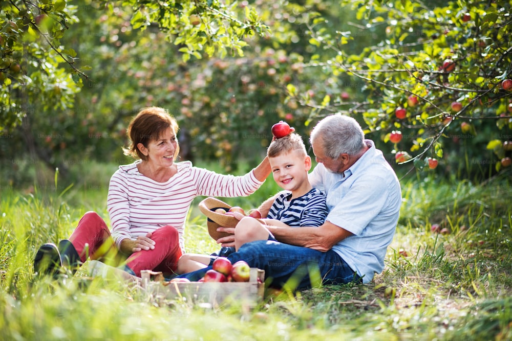 Una pareja mayor con un nieto pequeño en el huerto de manzanas sentado en la hierba, divirtiéndose.