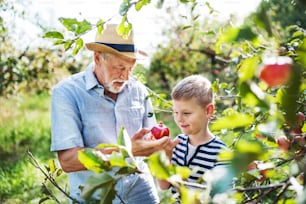 Un hombre mayor con un nieto pequeño recogiendo manzanas en el huerto en otoño.