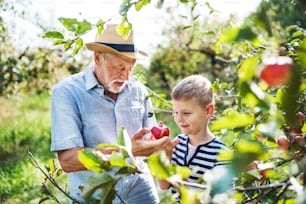 A senior man with small grandson picking apples in orchard in autumn.