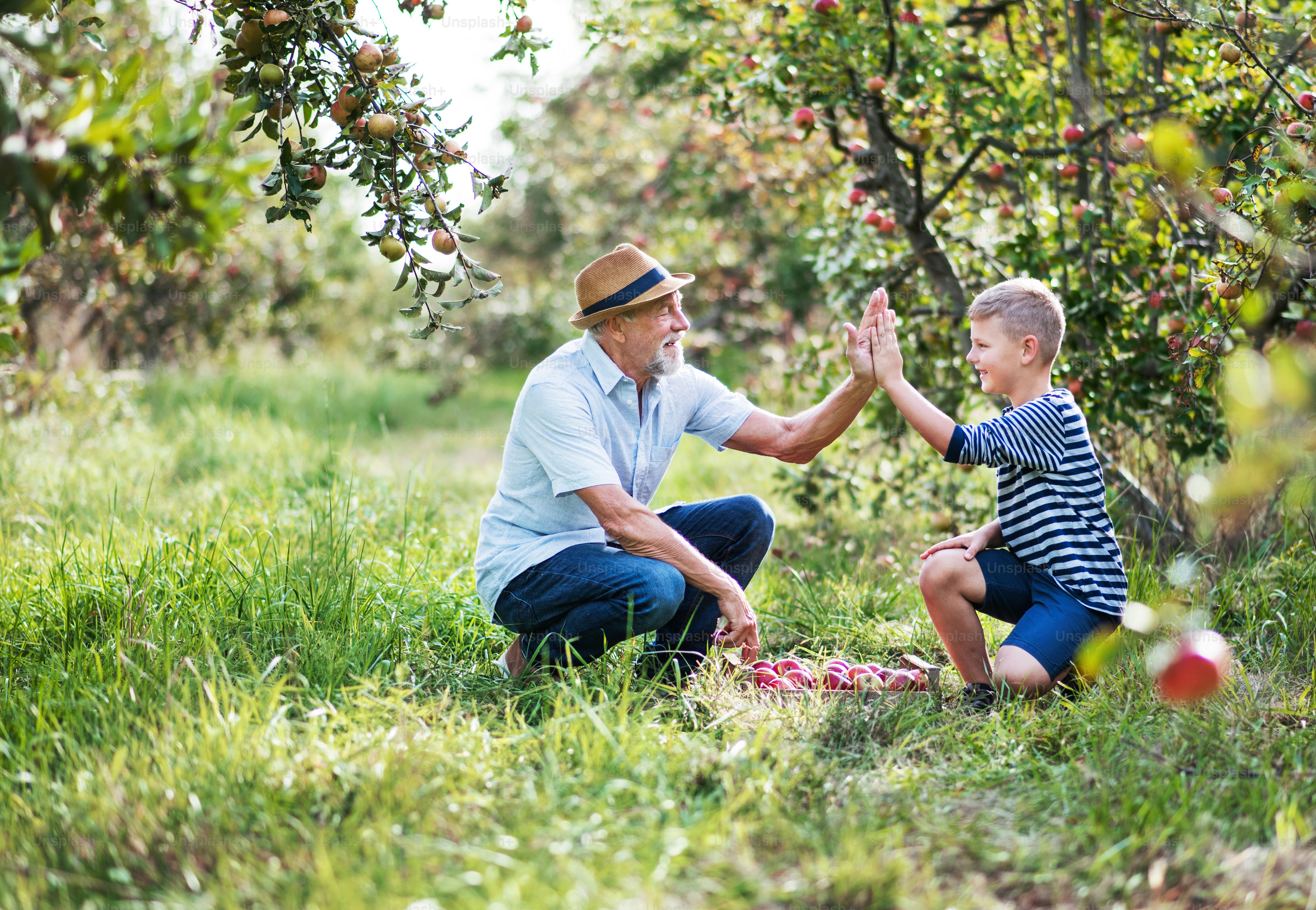 Un uomo anziano con un nipote piccolo che raccoglie mele nel frutteto in autunno, dando il cinque.