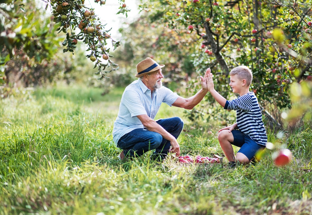 Un homme âgé avec un petit-fils en train de cueillir des pommes dans le verger en automne, donnant cinq high.