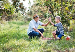 가을에 과수원에서 사과를 따는 작은 손자를 둔 노인이 하이파이브를 하고 있다.