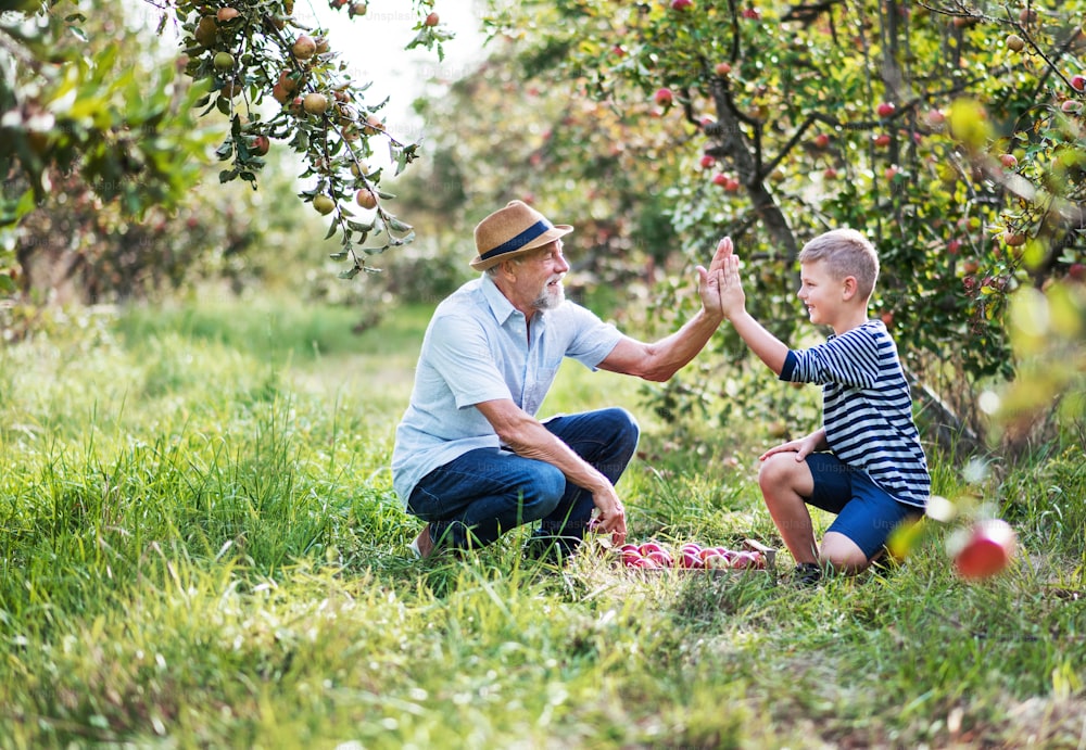 Un hombre mayor con un nieto pequeño recogiendo manzanas en el huerto en otoño, chocando los cinco.
