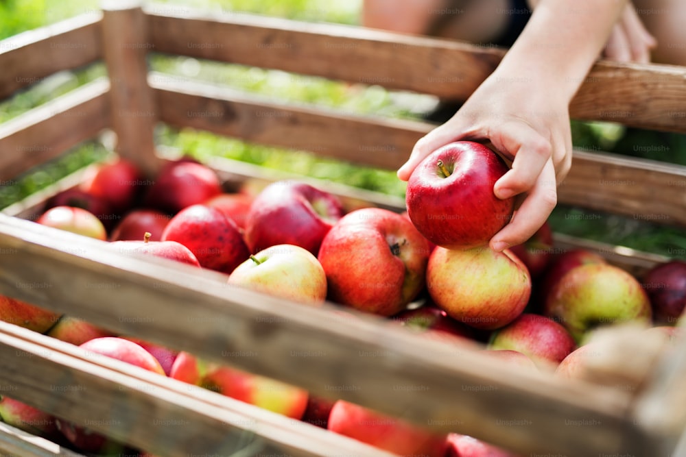과수원의 나무 상자에 사과를 넣는 아이의 손 클로즈업.