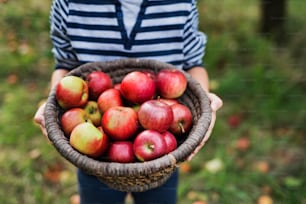 Un ragazzino irriconoscibile che tiene in mano un cesto pieno di mele nel frutteto. Copia spazio.