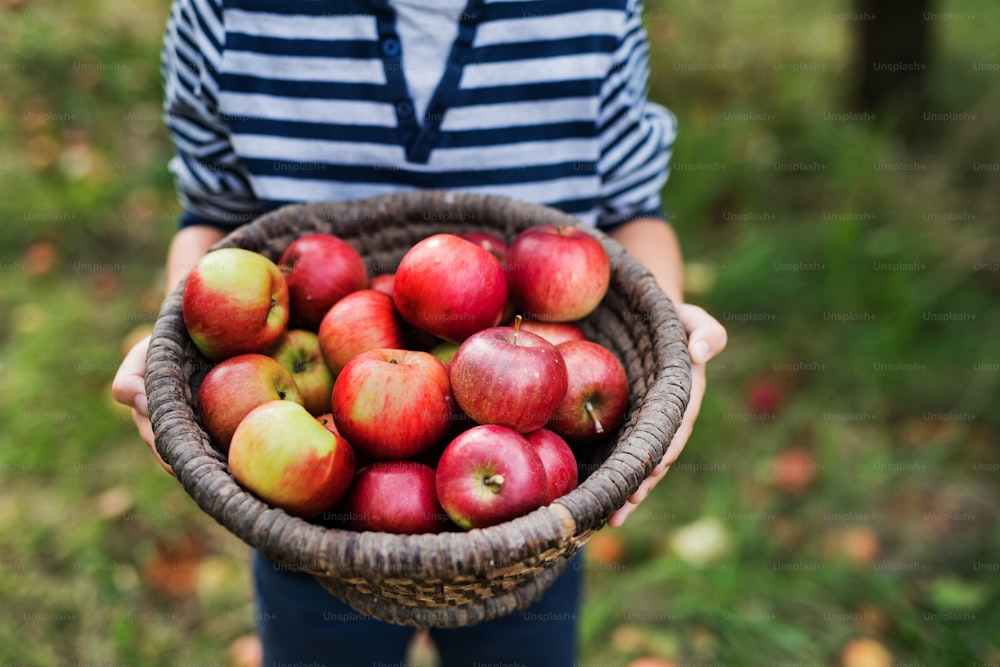 Un niño pequeño irreconocible sosteniendo una canasta llena de manzanas en el huerto. Espacio de copia.
