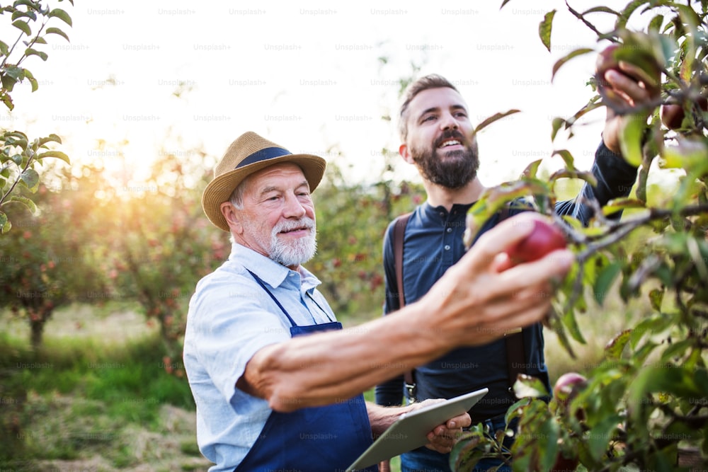 A senior man with tablet and adult son standing in apple orchard in autumn at sunset, checking quality.