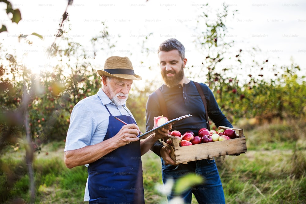 A senior man with adult son picking apples in orchard in autumn, checking quality.