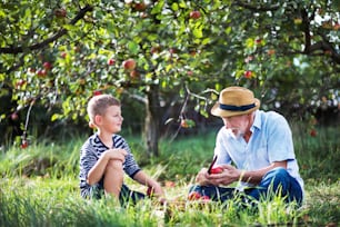 A senior grandfather with grandson sitting on grass in orchard, cutting apple with a knife.