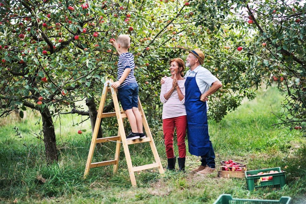Un ragazzino con i suoi genitori anziani che raccolgono mele nel frutteto.