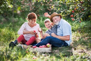A senior couple with small grandson in apple orchard sitting on grass, eating apples.