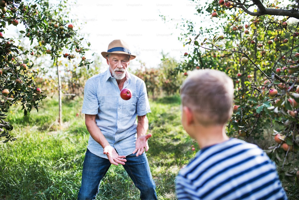 A senior man with grandson playing catch and throw with apple in orchard in autumn.