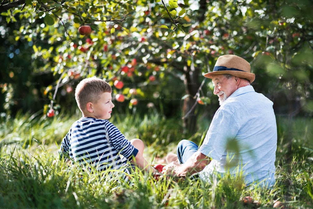 Eine Rückansicht des älteren Großvaters mit Enkel, der auf Gras im Obstgarten sitzt und sich gegenseitig ansieht.
