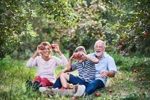 A senior couple with small grandson in apple orchard sitting on grass, having fun.