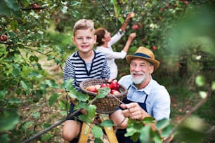 A small boy with his senior gradparents picking apples in orchard.