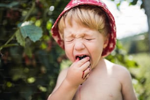 A small boy with a hat standing outdoors in garden in summer, eating sour blackberries.