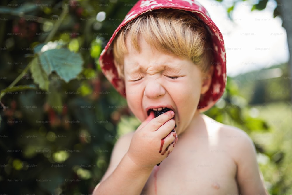 Un niño pequeño con un sombrero parado al aire libre en el jardín en verano, comiendo moras agrias.