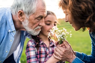 Una bambina felice con i suoi nonni anziani che profumano i fiori fuori. Tramonto nella natura primaverile. Primo piano.