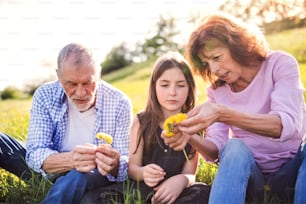 A senior couple with grandaughter outside in spring nature, making a dandelion wreath.