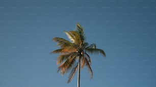 a palm tree with a blue sky in the background