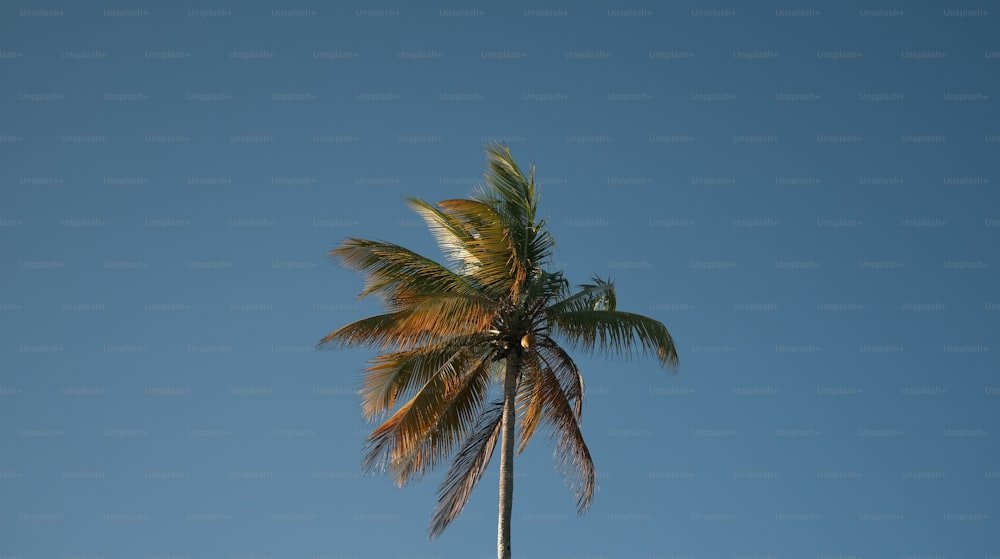 a palm tree with a blue sky in the background