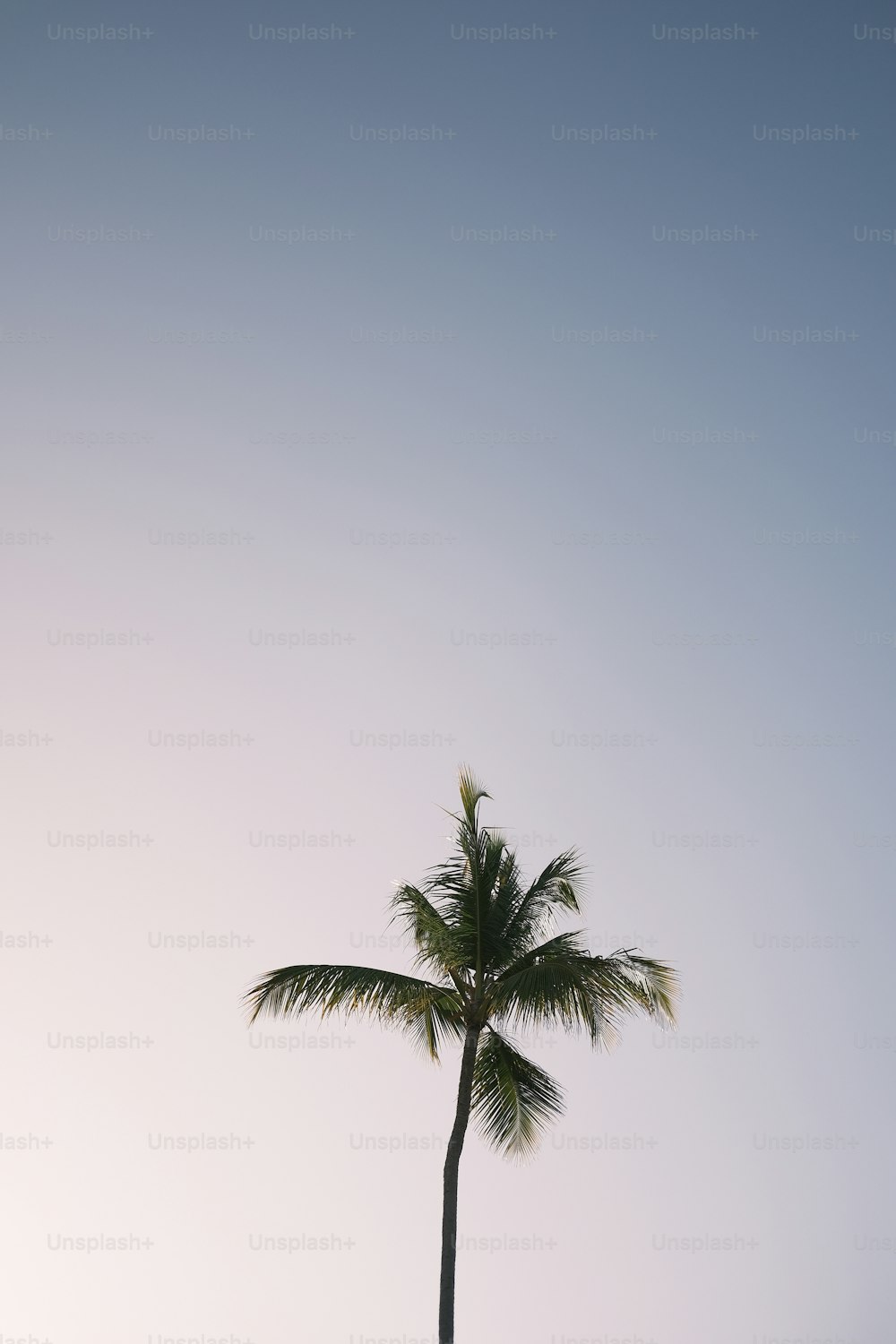 a lone palm tree against a blue sky