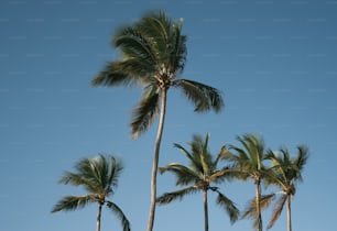 a group of palm trees against a blue sky