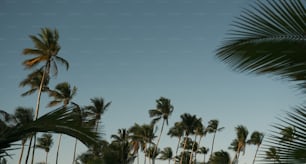 um grupo de palmeiras com um céu azul no fundo