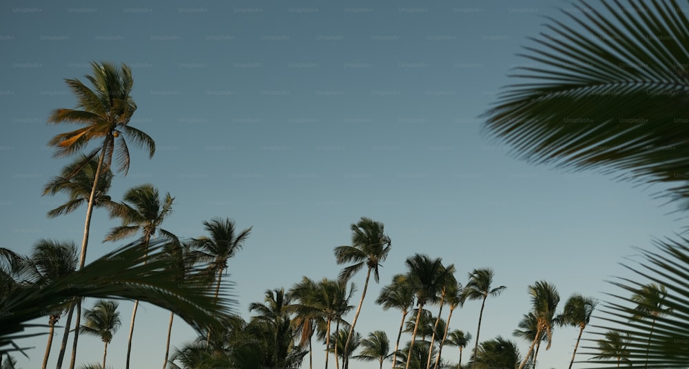 Un grupo de palmeras con un cielo azul al fondo