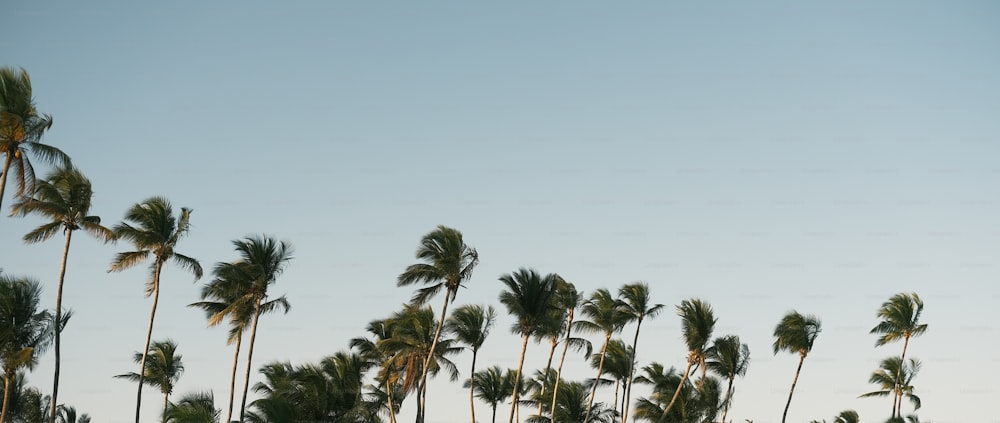 a group of palm trees blowing in the wind