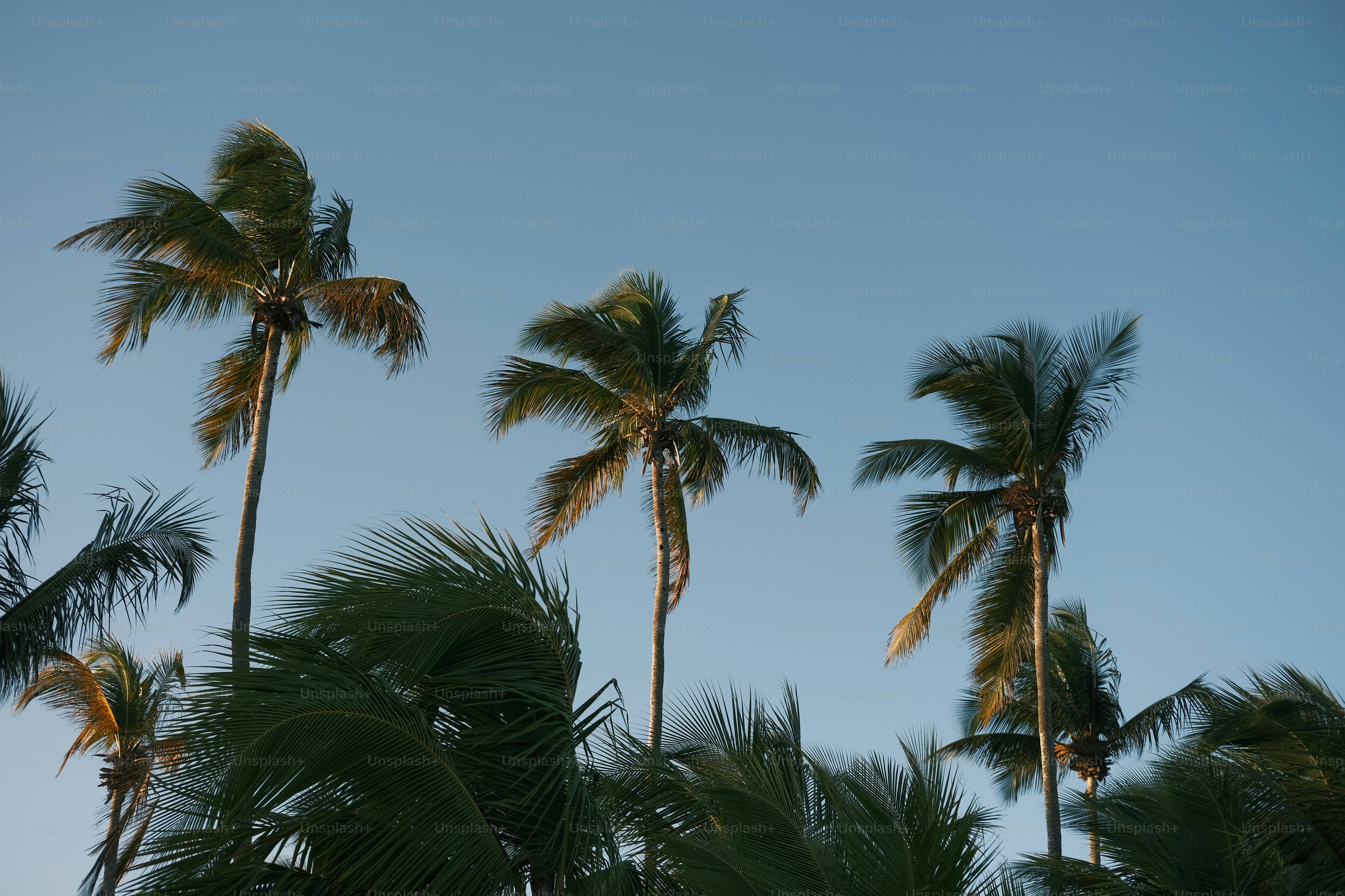 a group of palm trees against a blue sky