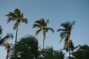 Eine Palmengruppe vor blauem Himmel
