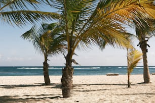 palm trees on a beach with the ocean in the background
