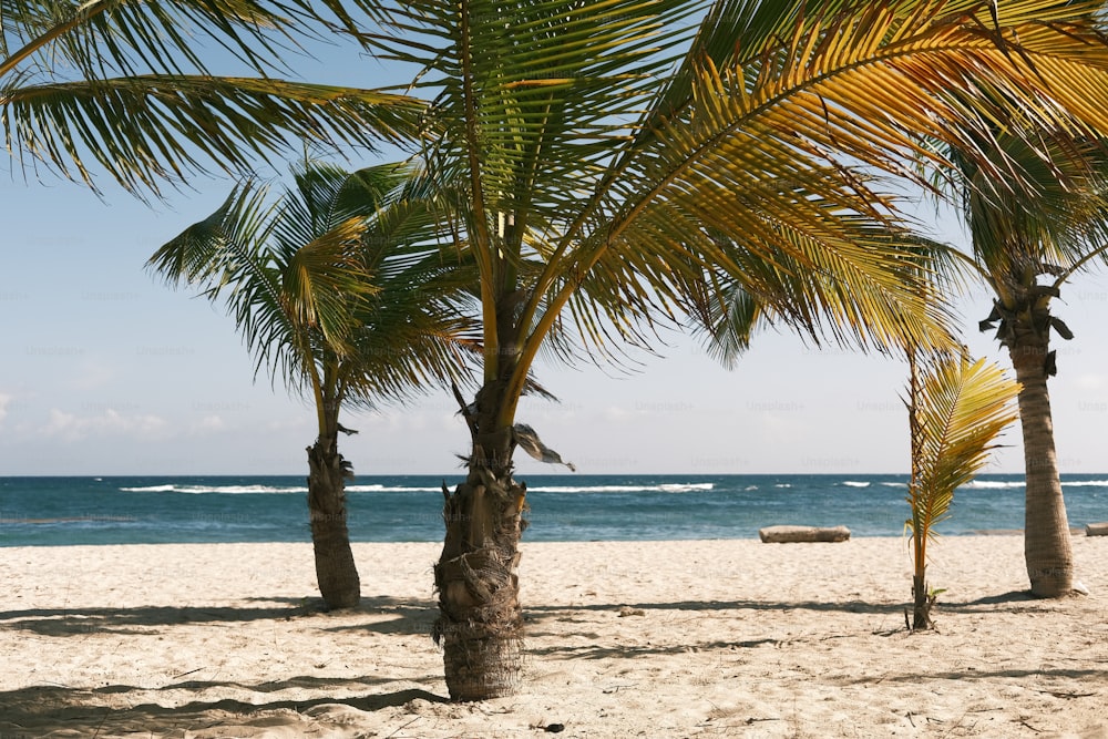 palmeiras em uma praia com o oceano no fundo