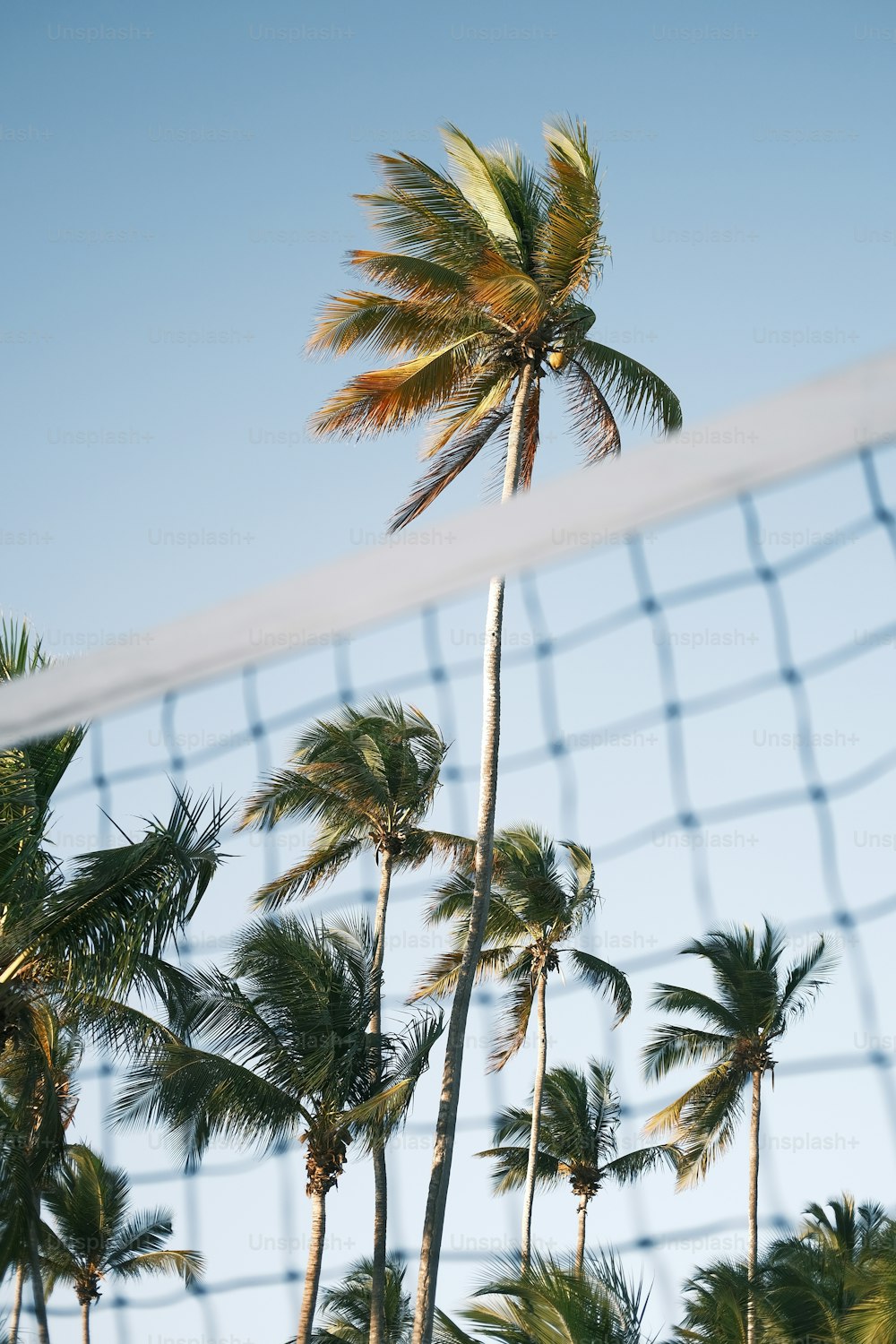 una red de voleibol y palmeras en un día soleado