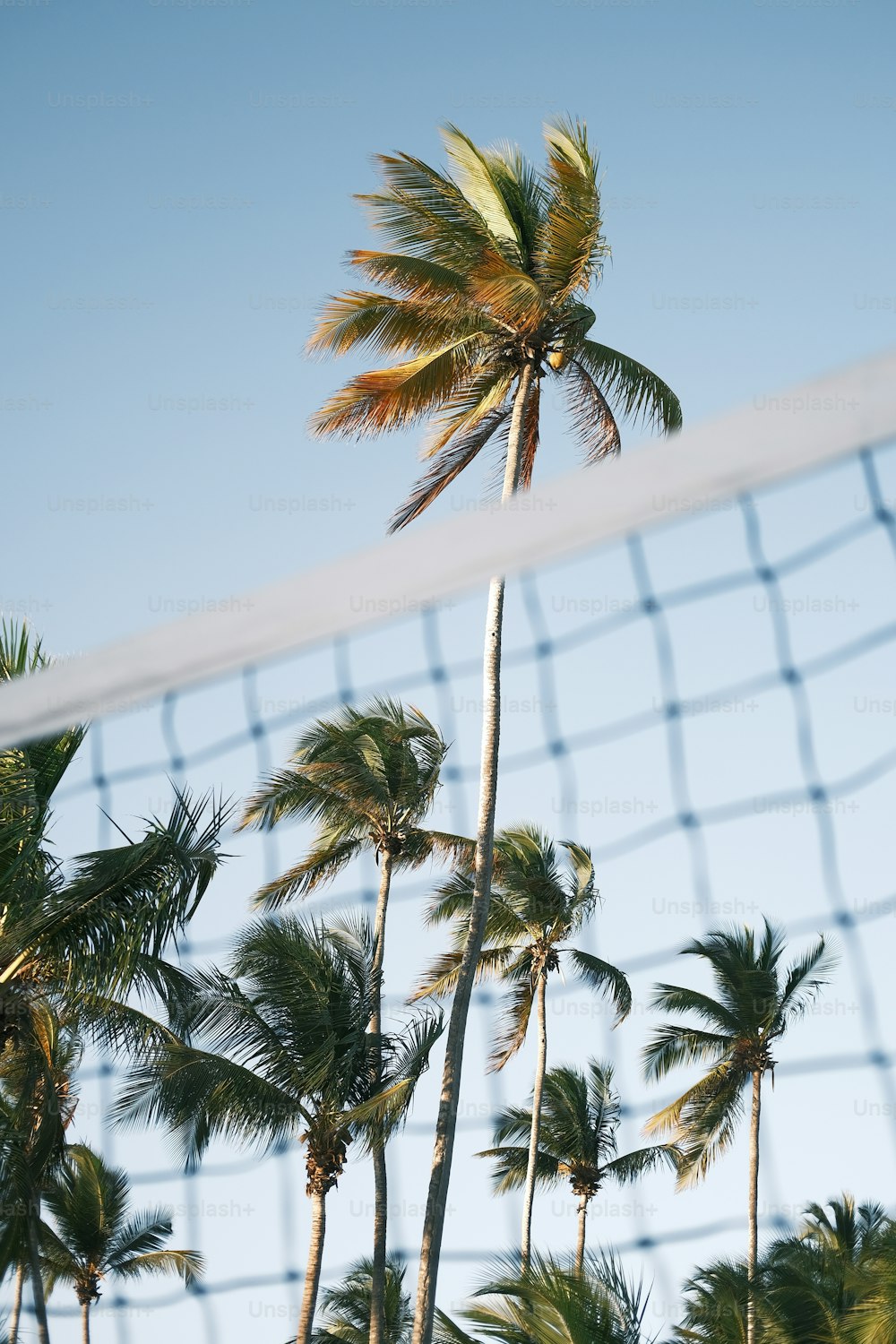a volleyball net and palm trees on a sunny day