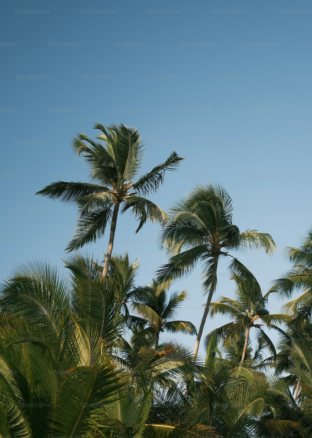 a group of palm trees blowing in the wind