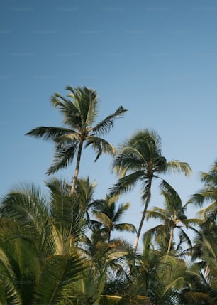 a group of palm trees blowing in the wind