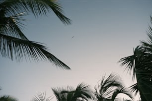 a bird flying in the sky between two palm trees