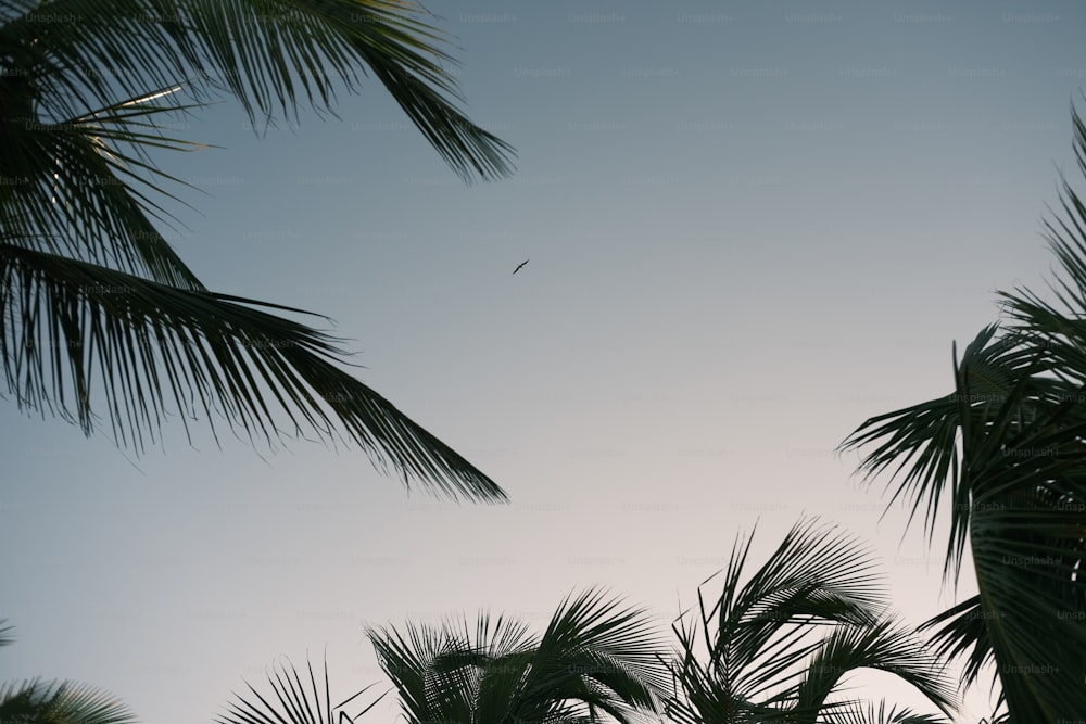 a bird flying in the sky between two palm trees
