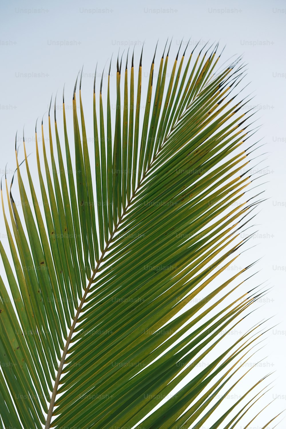 Eine Nahaufnahme eines Palmblattes vor blauem Himmel