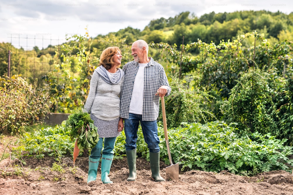 행복하고 건강한 노부부가 채소를 수확하고 있다. 남자와 여자는 정원 가꾸기.