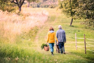 Feliz pareja de ancianos sanos con su nieta cosechando verduras en la asignación. Hombre empujando a una niña pequeña en una carretilla, mujer llevando verduras en una canasta. Vista trasera.