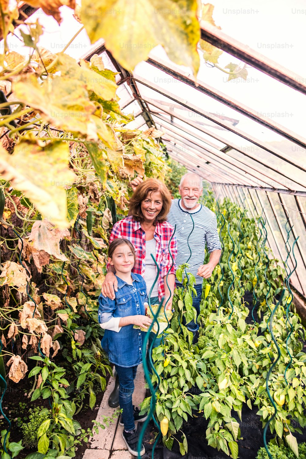 Glückliches, gesundes älteres Paar mit seiner Enkelin, die Gemüse im Schrebergarten erntet. Mann, Frau und ein kleines Mädchen im Gewächshaus.