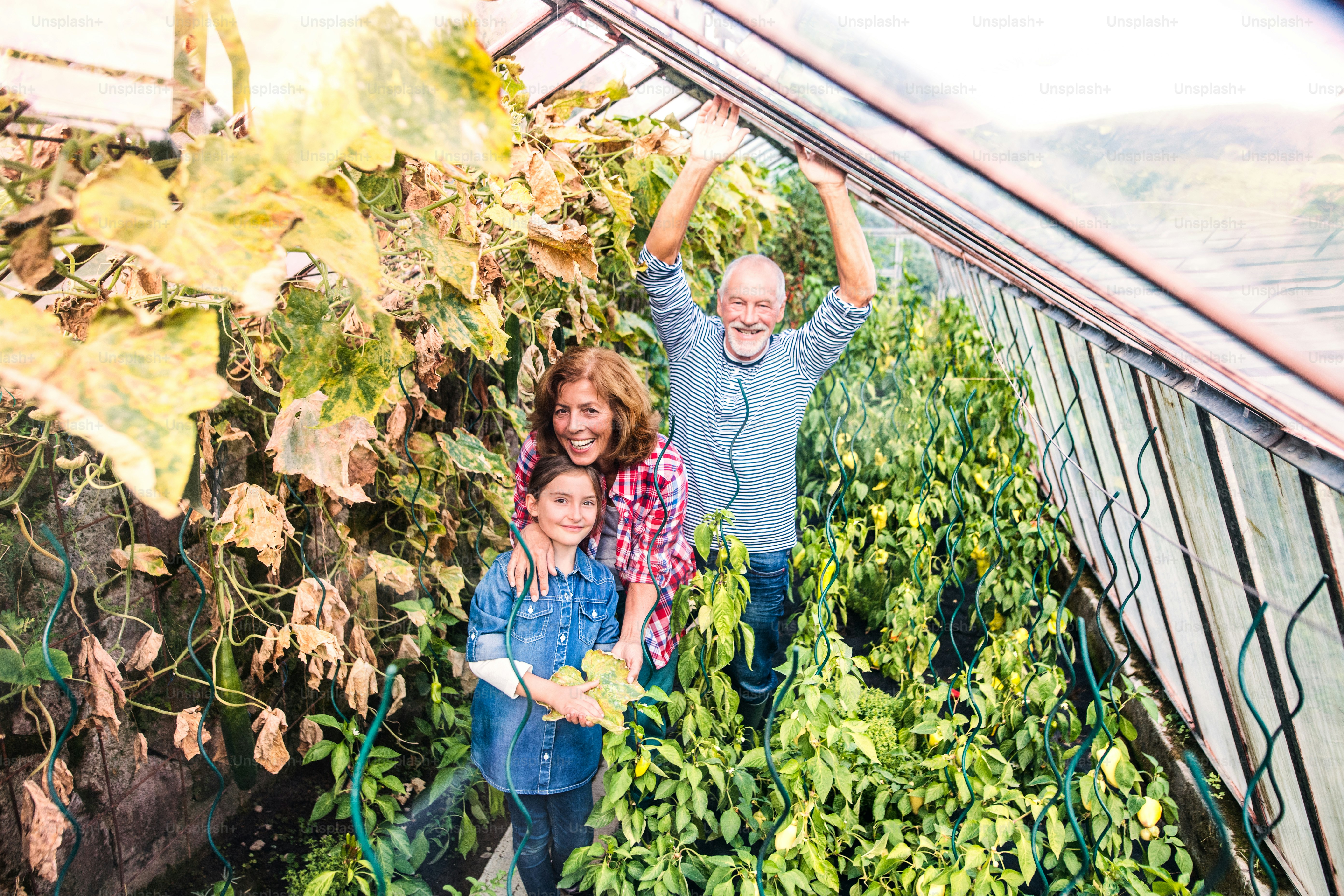 Happy healthy senior couple with their grandaughter harvesting vegetables on allotment. Man, woman and a small girl in the greenhouse