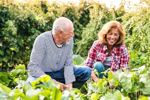 Glückliches, gesundes älteres Paar, das Gemüse im Schrebergarten erntet. Mann und Frau Gartenarbeit.